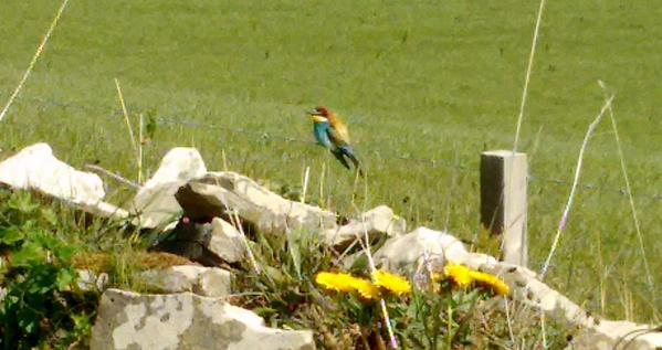 Bee-eater in Quoyloo, Orkney (fuzzy image by Graham Brown)