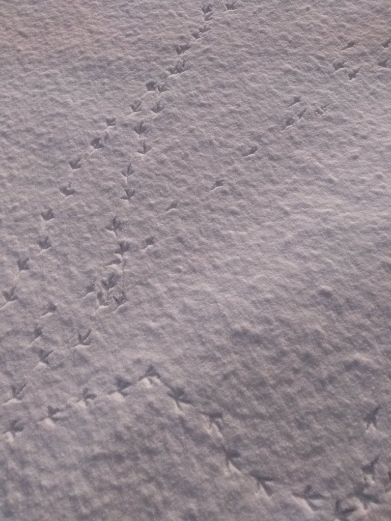 Bird tracks in the snow outside our house (image: Graham Brown)