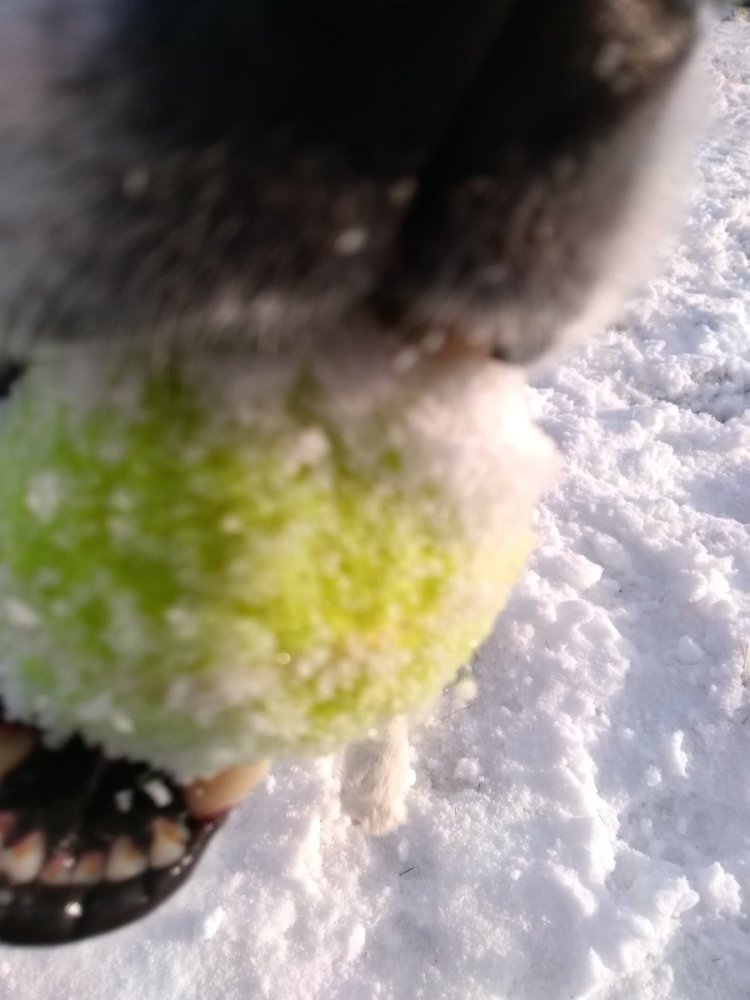 Snow, snow! Throw the ball! (image: Graham Brown)